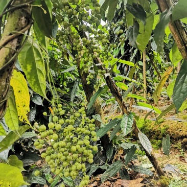 云南地苦胆种子产地直销质量保障对接全国欢迎订购