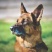 纯种德牧幼犬赛级德国牧羊犬弓背黑狼狗警犬体大型犬宠物狗狗