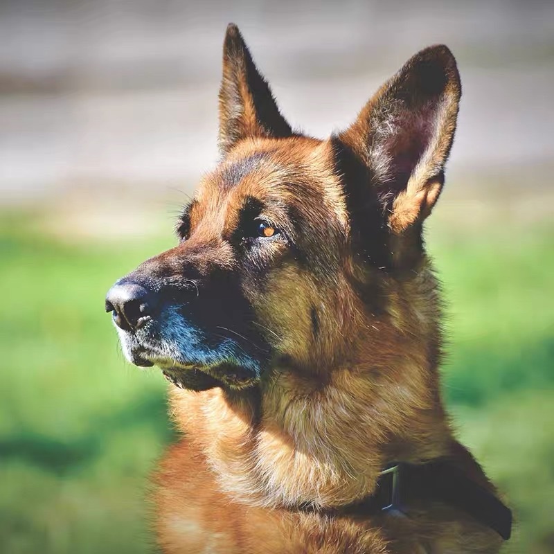 纯种德牧幼犬赛级德国牧羊犬弓背黑狼狗警犬体大型犬宠物狗狗