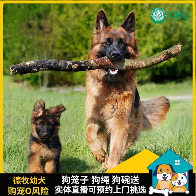 纯种德牧幼犬赛级德国牧羊犬弓背黑狼狗警犬体大型犬宠物狗狗
