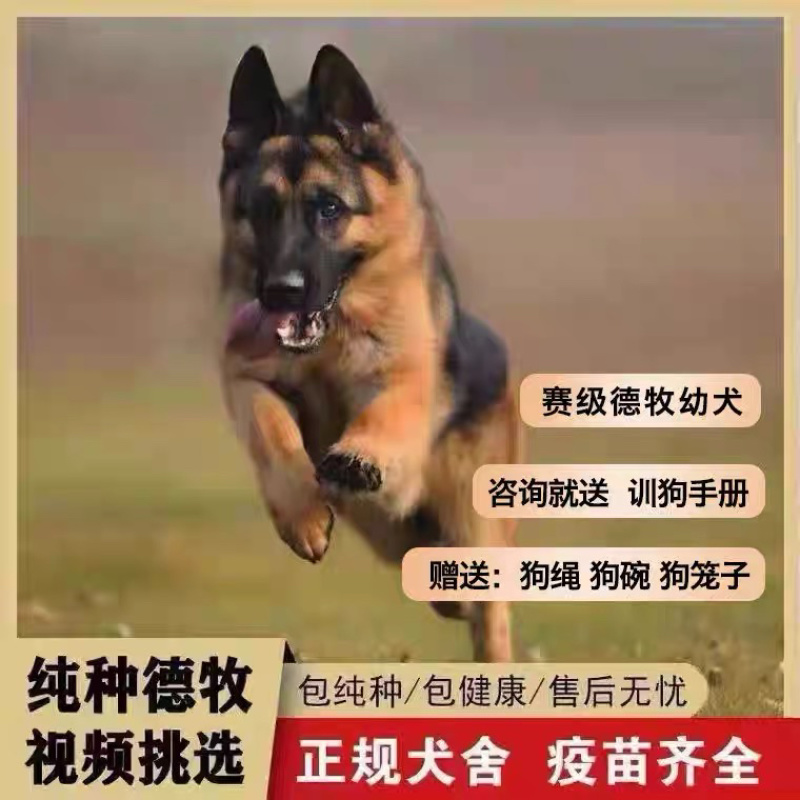 纯种德牧幼犬赛级德国牧羊犬弓背黑狼狗警犬体大型犬宠物狗狗