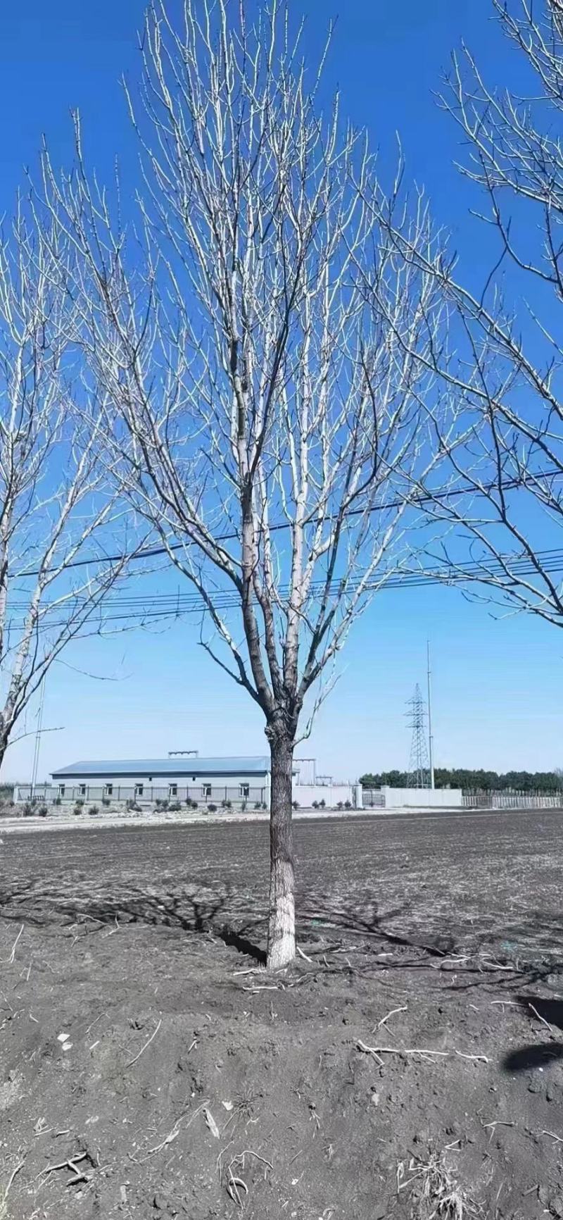精品水曲柳