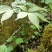 纯野生三七，原产地发货，价格优惠，质量保证，欢迎联系