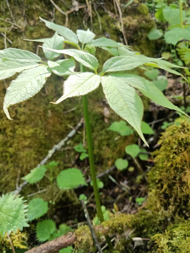 纯野生三七，原产地发货，价格优惠，质量保证，欢迎联系