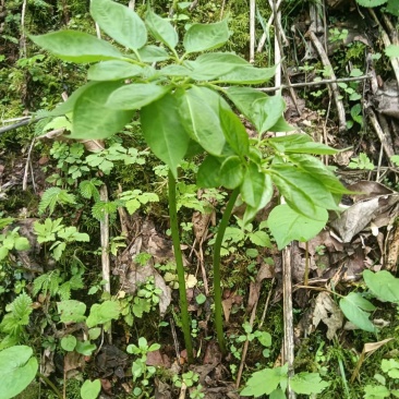 纯野生三七，原产地发货，价格优惠，质量保证，欢迎联系