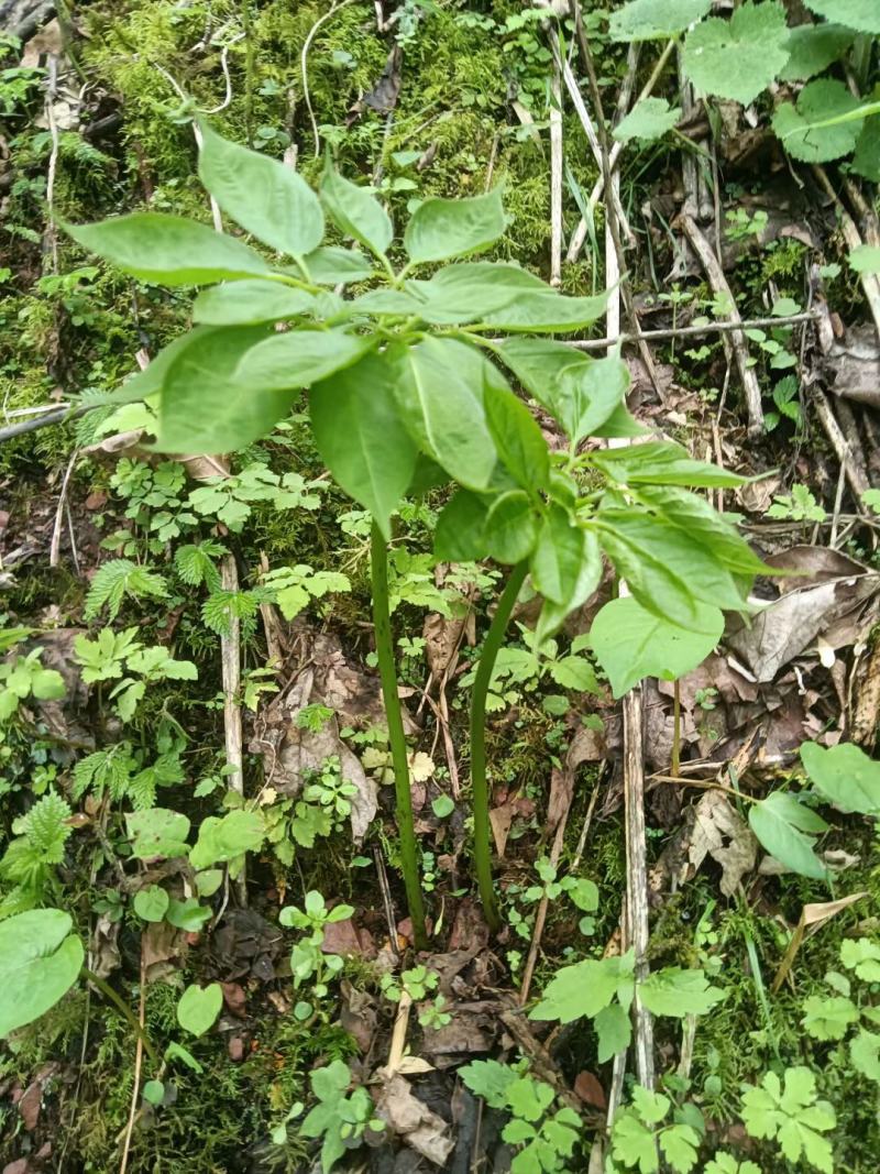 纯野生三七，原产地发货，价格优惠，质量保证，欢迎联系