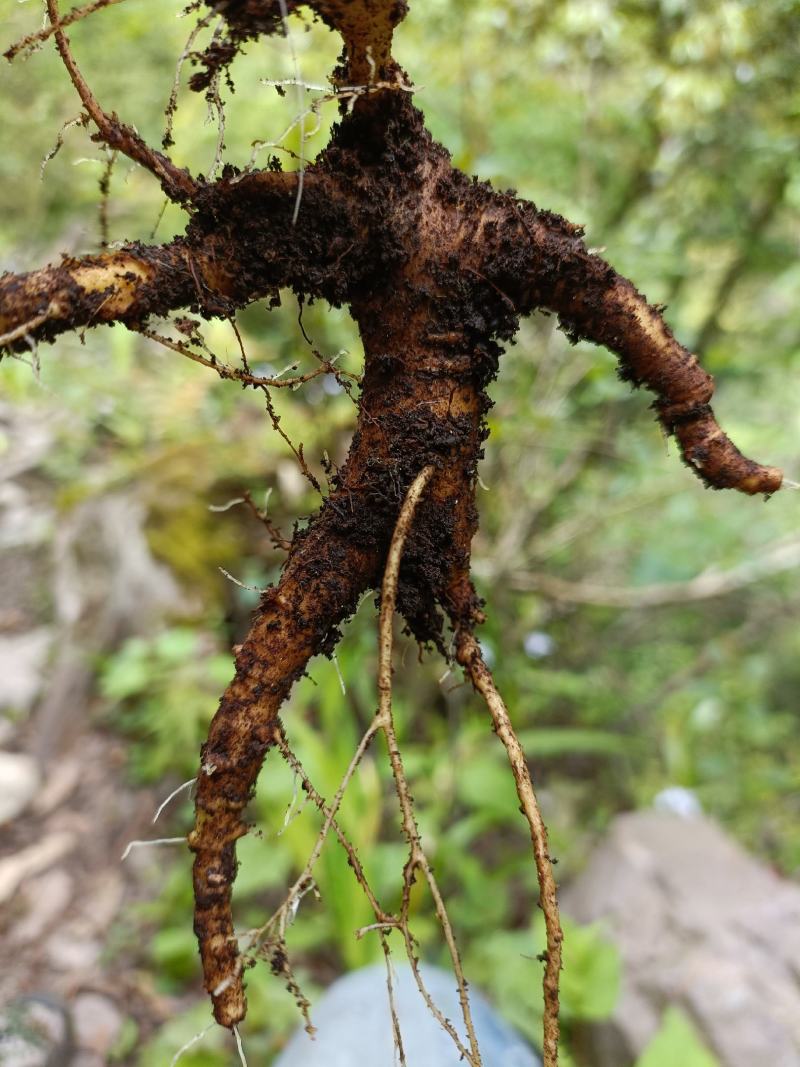 纯野生三七，原产地发货，价格优惠，质量保证，欢迎联系