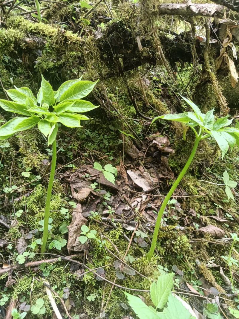 纯野生三七，原产地发货，价格优惠，质量保证，欢迎联系