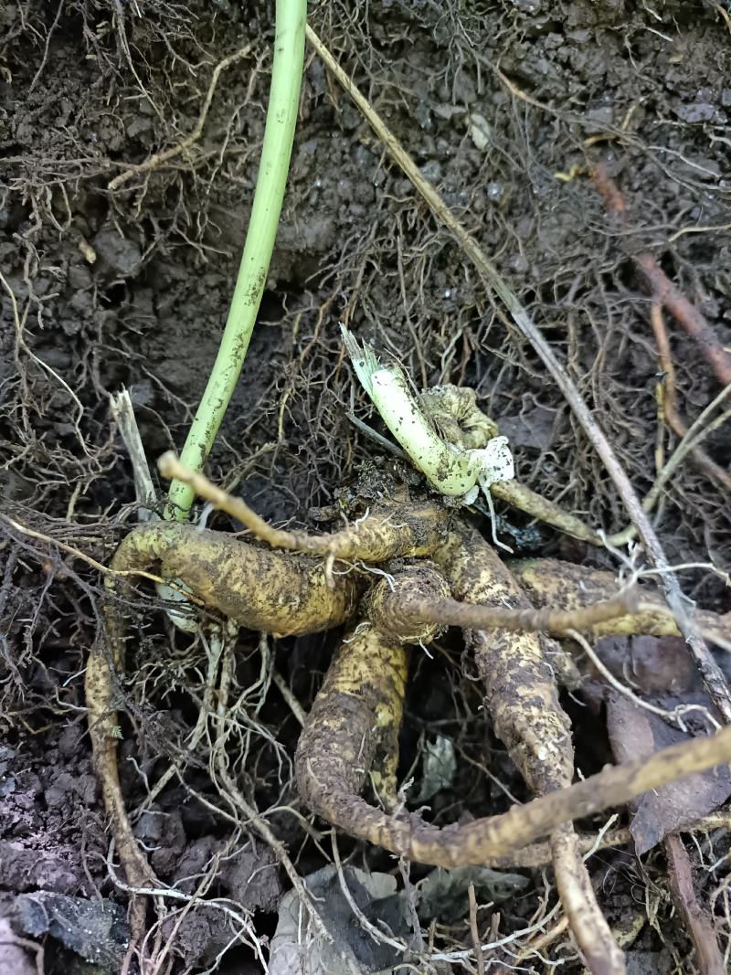 纯野生三七，原产地发货，价格优惠，质量保证，欢迎联系