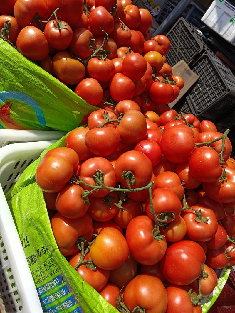 基地石头番茄，货源质量保证，寻找稳定客源