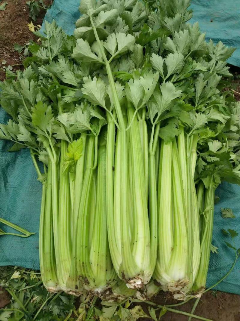 精品优质西芹，颜色亮，大量供应，产地加工，有专业打包工人