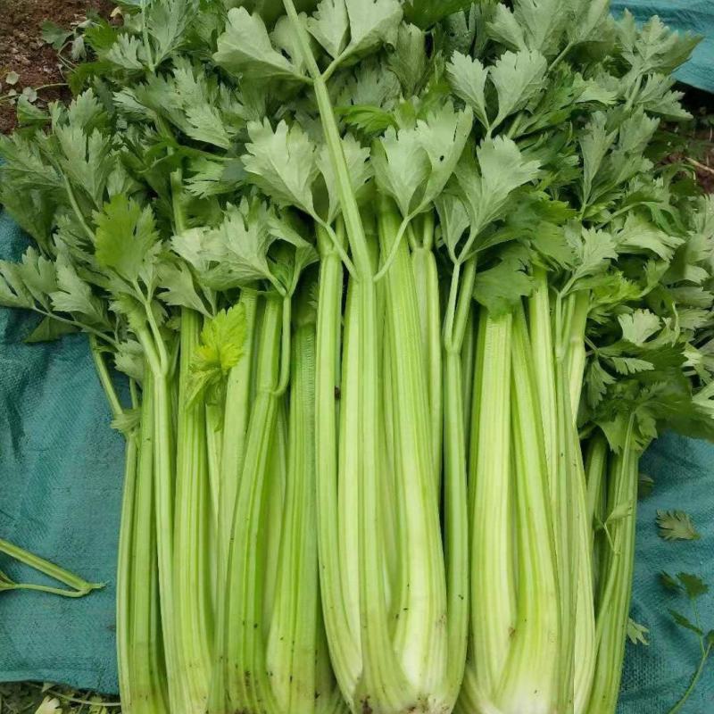 精品优质西芹，颜色亮，大量供应，产地加工，有专业打包工人