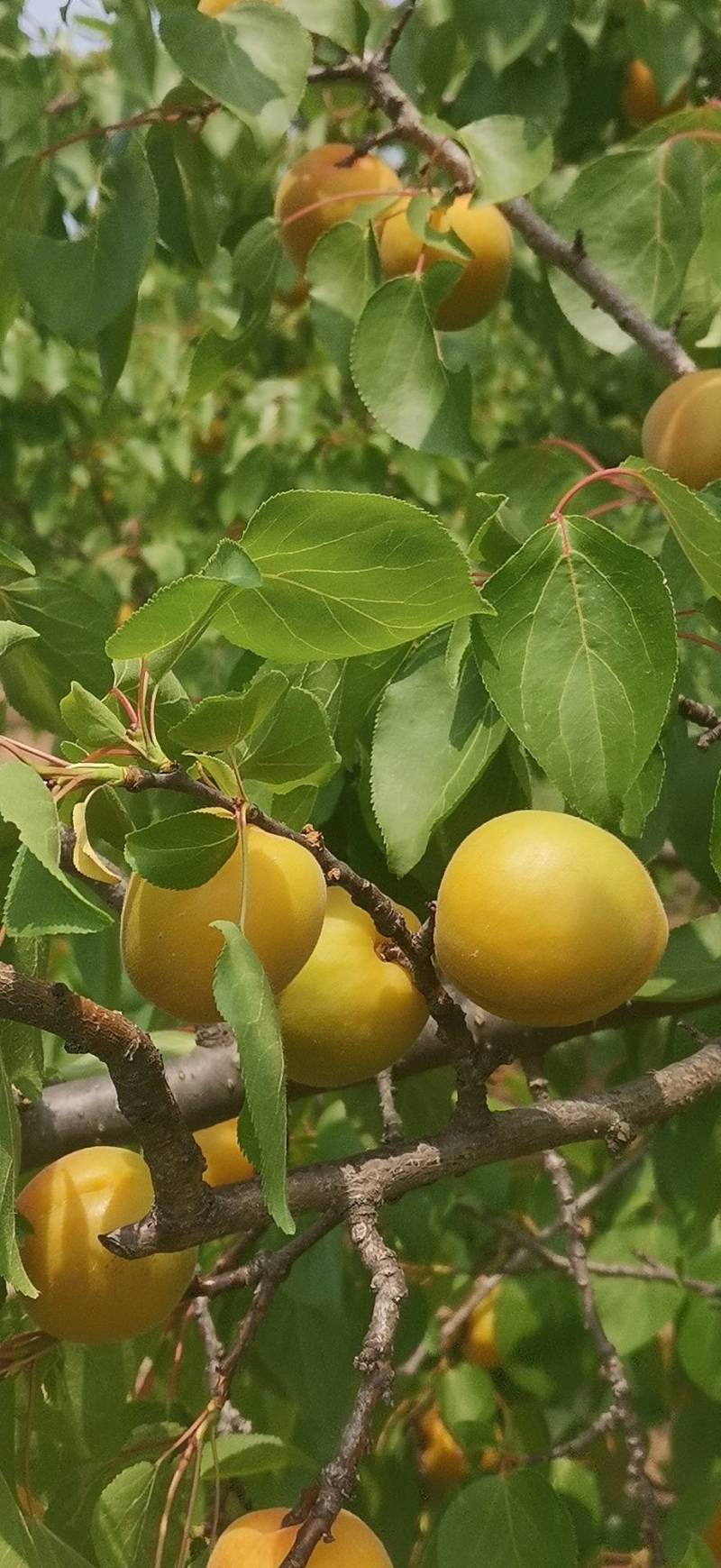 金太阳杏