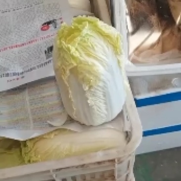 河南娃娃菜上市，包上车，没有代办费自己种植的有60万