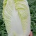 河南娃娃菜上市，包上车，没有代办费自己种植的有60万