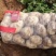 【推荐】精品辽宁绥中山地中暑土豆大量上市产地直发可视频看货