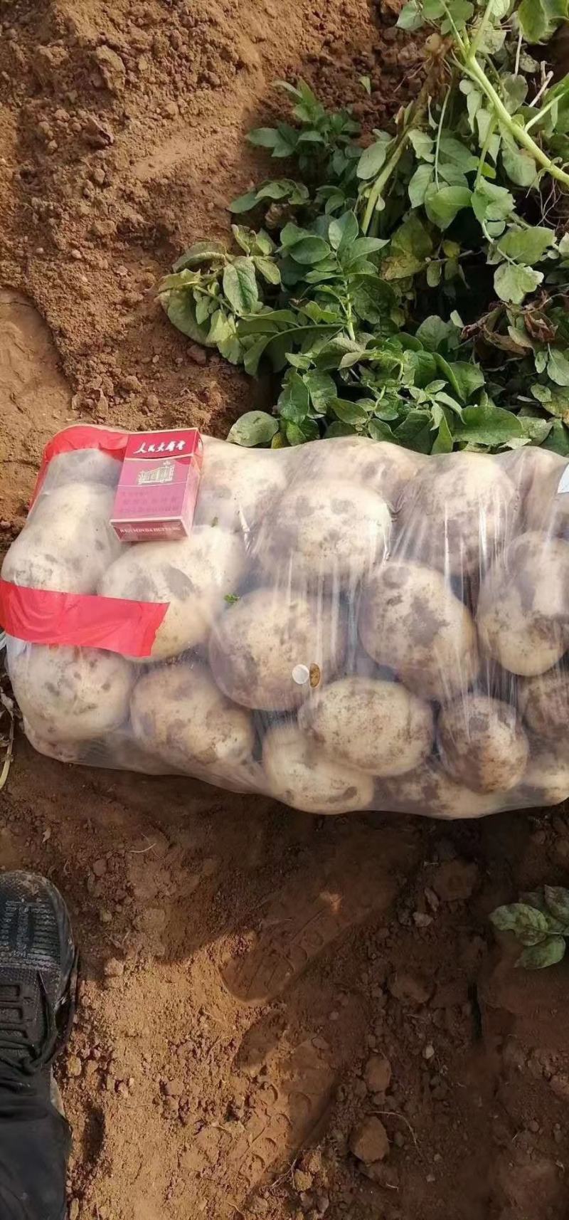 【推荐】精品辽宁绥中山地中暑土豆大量上市产地直发可视频看货