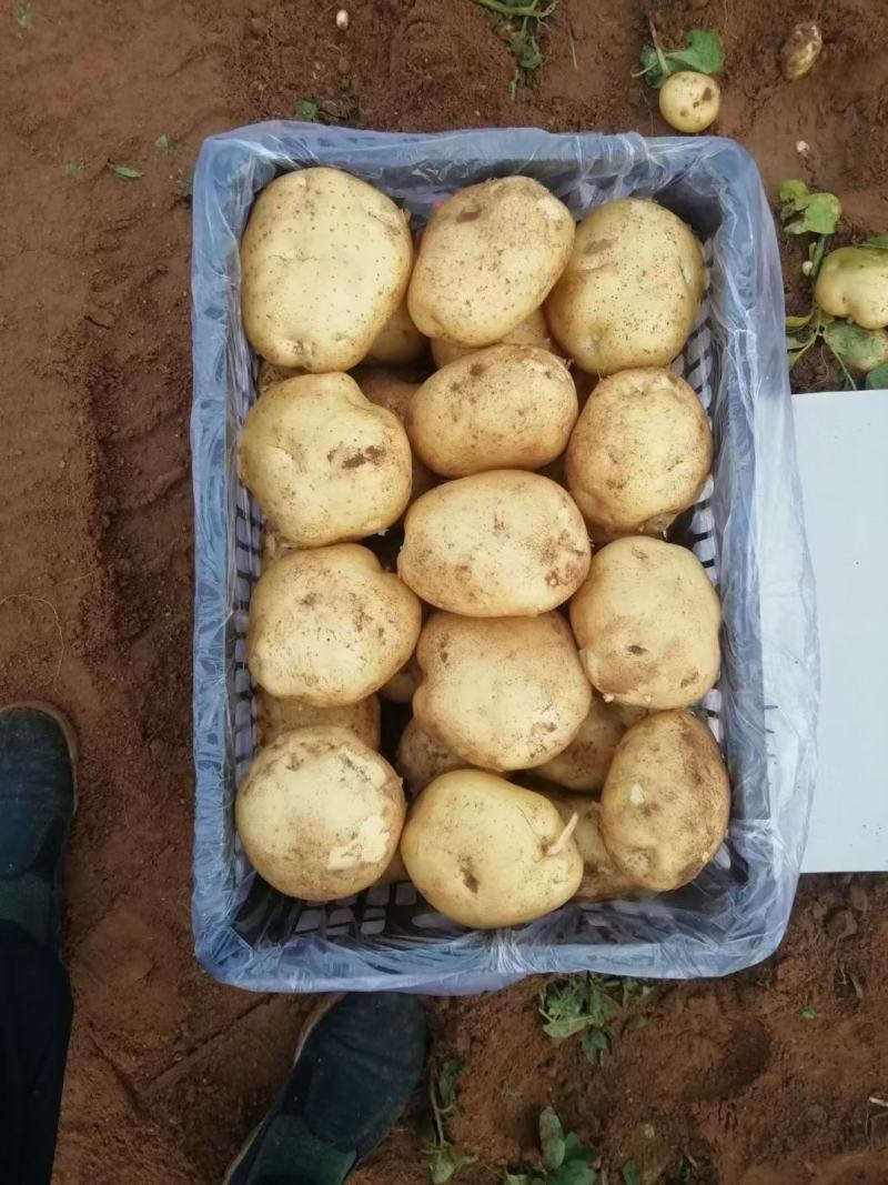 【推荐】精品辽宁绥中山地中暑土豆大量上市产地直发可视频看货