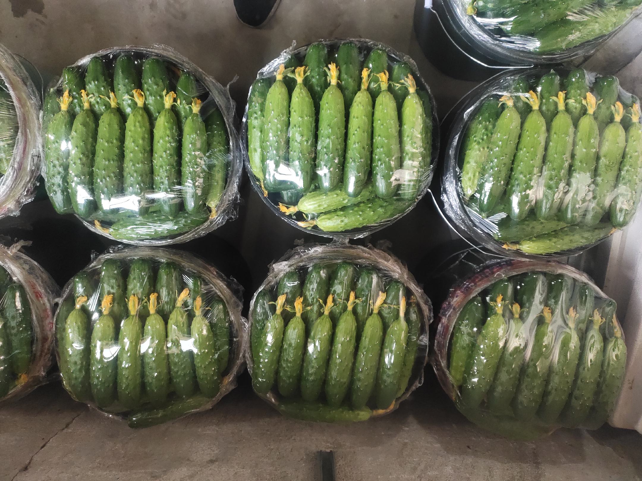 不同保存方式下旱黄瓜的保鲜状态对比,展示良好与不良保存效果差异 旱黄瓜保存对比图