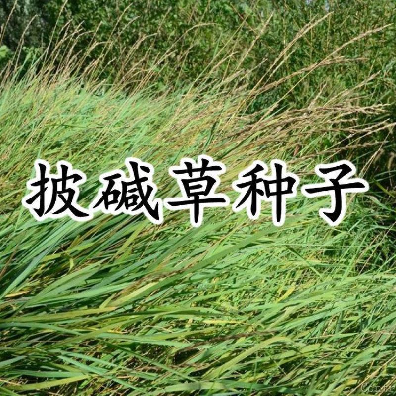 披碱草种子碱茅草抗风沙耐旱耐盐碱耐寒多年生四季牧草种