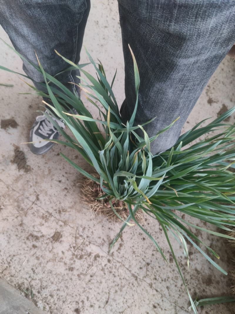 永登红蒜苗上市