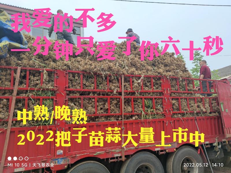 【天飞曌农业2024把子苗蒜中/晚熟即将上市】