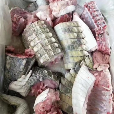 商品鳄鱼肉批发，养殖基地直发，量大优惠