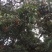 荔枝