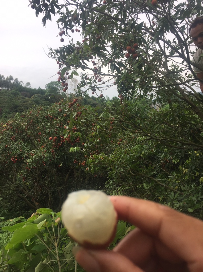 荔枝