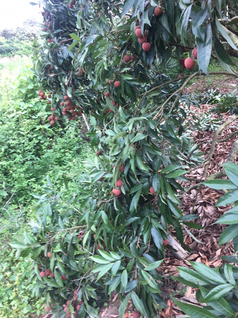 荔枝