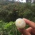 荔枝