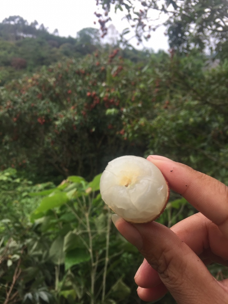 荔枝