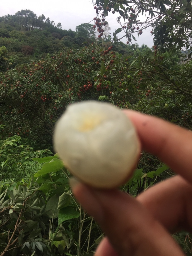荔枝