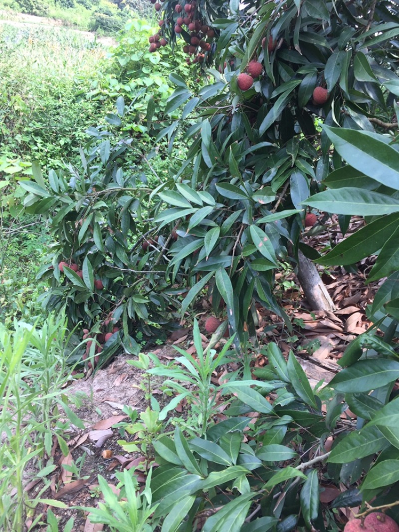 荔枝