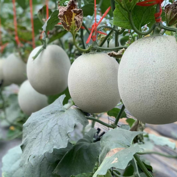 牛商推荐海阳网纹瓜，质量保证，现摘现发