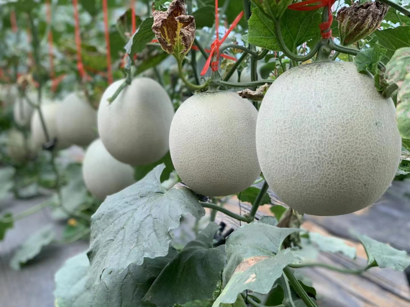 牛商推荐海阳网纹瓜，质量保证，现摘现发