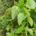 千金藤