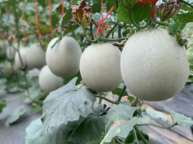 牛商推荐海阳网纹瓜，质量保证，现摘现发