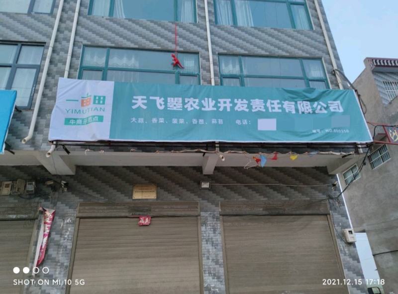 【天飞曌农业2024把子苗蒜中/晚熟即将上市】