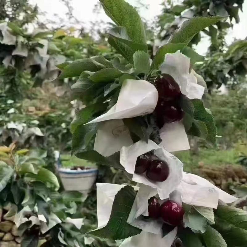 车厘子