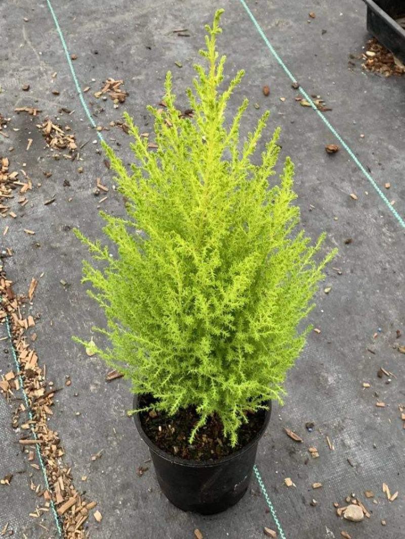 香松盆栽桌面有香味大金冠柏四季常绿大型圣诞树绿植植物
