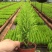香松盆栽桌面有香味大金冠柏四季常绿大型圣诞树绿植植物