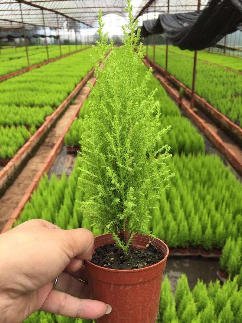 香松盆栽桌面有香味大金冠柏四季常绿大型圣诞树绿植植物
