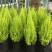 香松盆栽桌面有香味大金冠柏四季常绿大型圣诞树绿植植物
