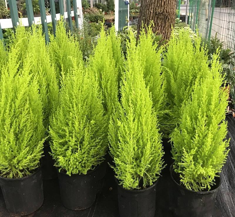 香松盆栽桌面有香味大金冠柏四季常绿大型圣诞树绿植植物