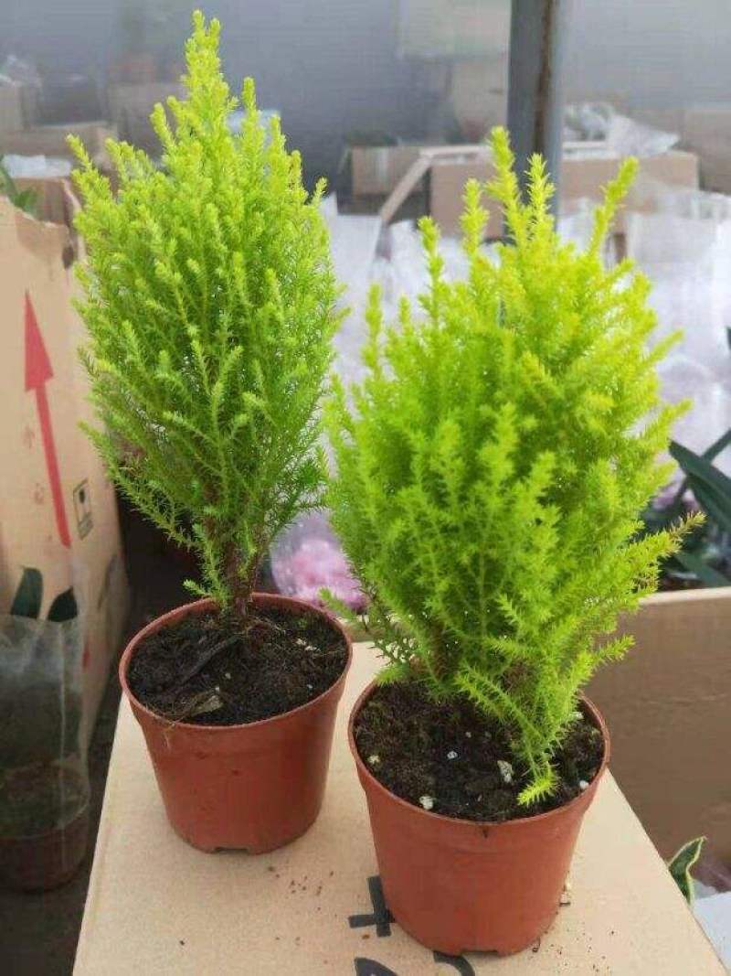香松盆栽桌面有香味大金冠柏四季常绿大型圣诞树绿植植物