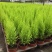 香松盆栽桌面有香味大金冠柏四季常绿大型圣诞树绿植植物