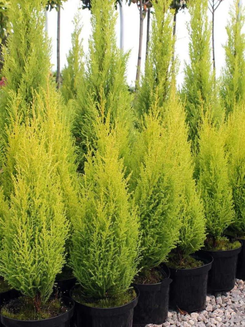 香松盆栽桌面有香味大金冠柏四季常绿大型圣诞树绿植植物