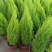 香松盆栽桌面有香味大金冠柏四季常绿大型圣诞树绿植植物