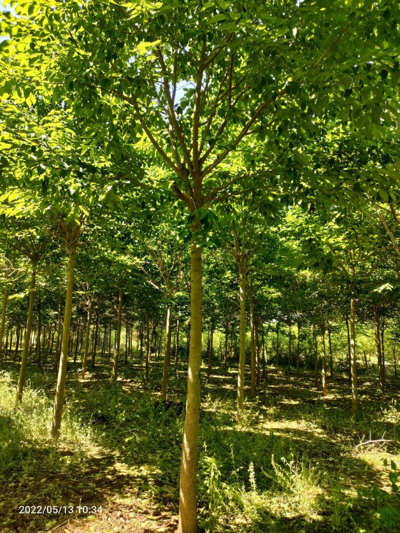 杜仲树3-10公分，杜仲树是绿化和药用树种，产地直发，